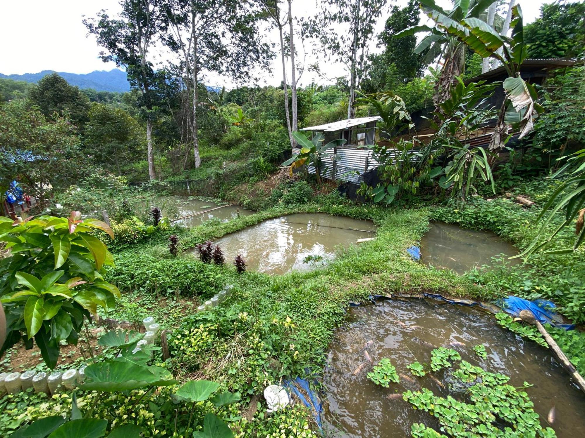 Da Family Mini Garden Hotell Ranau Exteriör bild